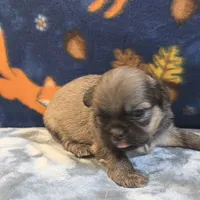 Atlas, a male Shih Tzu for sale in West Plains, MO – 4 of 6