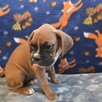 Pearl, a female Boxer for sale in West Plains, MO – 4 of 10