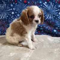 Pete, a male Cavalier King Charles Spaniel for sale in West Plains, MO – 3 of 8