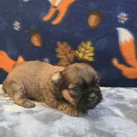 Brooks, a male Shih Tzu for sale in West Plains, MO – 2 of 6