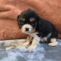 Marty, a male Cavalier King Charles Spaniel for sale in West Plains, MO – 2 of 6