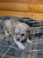 Willy, a male Poodle - Toy  for sale in West Plains, MO – Photo 3 of 3