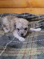 Willy, a male Poodle - Toy  for sale in West Plains, MO – Photo 2 of 3