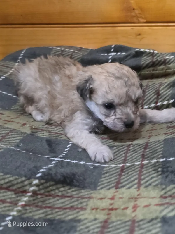 Willy – Poodle - Toy  puppy for sale in West Plains, MO