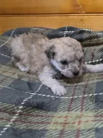 Willy, a male Poodle - Toy  for sale in West Plains, MO – Photo 1 of 3