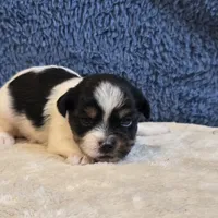 Vega, a male Shorkie for sale in West Plains, MO – 4 of 7
