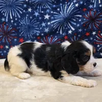 Greta, a female Cavalier King Charles Spaniel for sale in West Plains, MO – 7 of 7