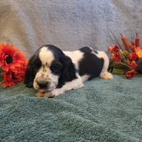 Axel, a male Cocker Spaniel for sale in West Plains, MO – 4 of 6