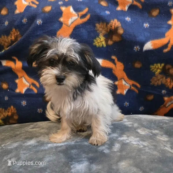 Vega – Shorkie puppy for sale in West Plains, MO