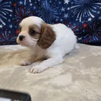 Will, a male Cavalier King Charles Spaniel for sale in West Plains, MO – 5 of 7