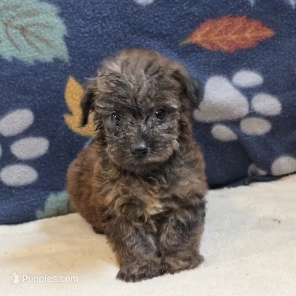 Ripley – Yorkipoo, Poodle - Toy  puppy for sale in West Plains, MO