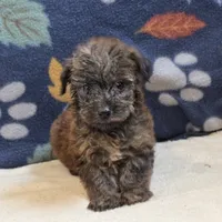 Ripley, a male Yorkipoo and Poodle - Toy  for sale in West Plains, MO – 1 of 6