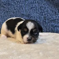 Vega, a male Shorkie for sale in West Plains, MO – 3 of 7