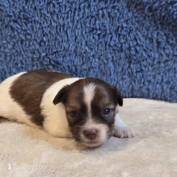 Marla – Shorkie puppy for sale in West Plains, MO