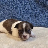 Marla, a female Shorkie for sale in West Plains, MO – 1 of 7