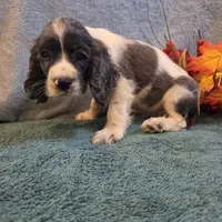 Banjo, a male Cocker Spaniel for sale in West Plains, MO – 3 of 6