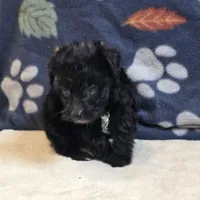 Freya, a female Yorkipoo and Poodle - Toy  for sale in West Plains, MO – 6 of 6