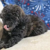 Patty, a female Poodle - Toy  for sale in West Plains, MO – 5 of 9