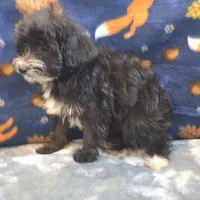 Diva, a female Yorkipoo and Poodle - Toy  for sale in West Plains, MO – 2 of 10
