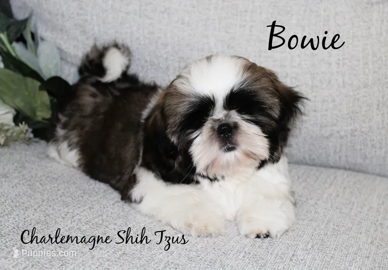 Bowie~ AKC Champion Sired – Shih Tzu puppy for sale in Auburn, IN