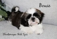 Bowie~ AKC Champion Sired, a male Shih Tzu for sale in Auburn, IN – 2 of 8