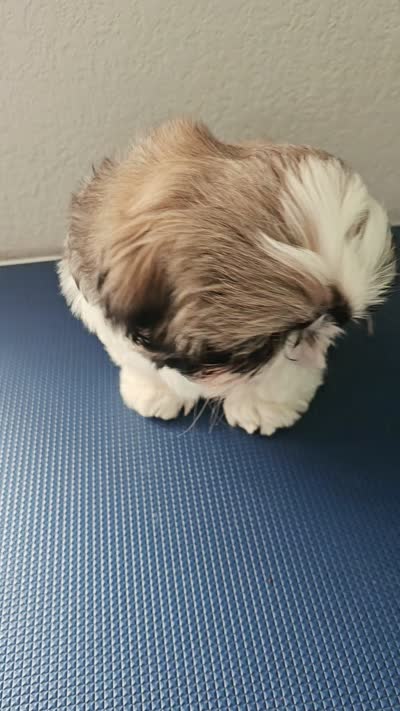 Bowie~ AKC Champion Sired, a male Shih Tzu for sale in Auburn, IN – 10 of 10
