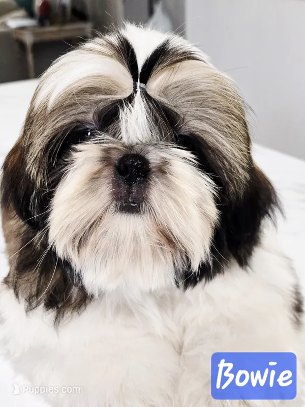 Bowie~ AKC Champion Sired – Shih Tzu puppy for sale in Auburn, IN