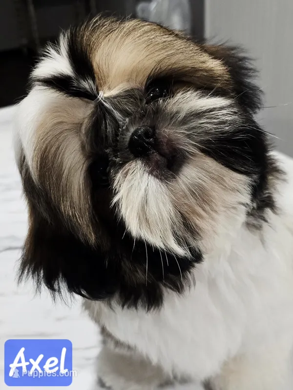 Axel~ AKC Champion Sired – Shih Tzu puppy for sale in Auburn, IN