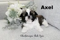 Axel~ AKC Champion Sired, a male Shih Tzu for sale in Auburn, IN – 2 of 4