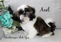 Axel~ AKC Champion Sired, a male Shih Tzu for sale in Auburn, IN – 3 of 7