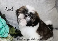 Axel~ AKC Champion Sired, a male Shih Tzu for sale in Auburn, IN – 2 of 7