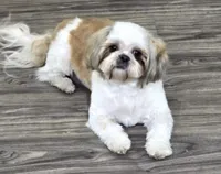 Axel~ AKC Champion Sired, a male Shih Tzu for sale in Auburn, IN – 3 of 4