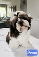 Bowie~ AKC Champion Sired, a male Shih Tzu for sale in Auburn, IN – 1 of 10