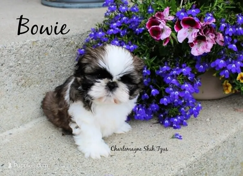 Bowie~ AKC Champion Sired – Shih Tzu puppy for sale in Auburn, IN
