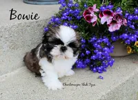 Bowie~ AKC Champion Sired, a male Shih Tzu for sale in Auburn, IN – 1 of 4