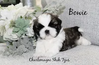 Bowie~ AKC Champion Sired, a male Shih Tzu for sale in Auburn, IN – 2 of 4