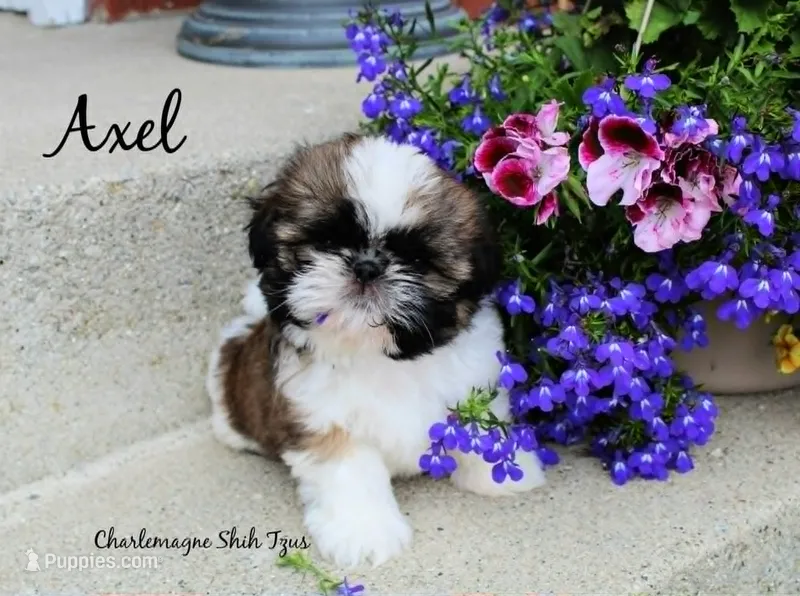Axel~ AKC Champion Sired – Shih Tzu puppy for sale in Auburn, IN