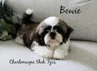 Bowie~ AKC Champion Sired, a male Shih Tzu for sale in Auburn, IN – 3 of 8