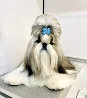 Axel~ AKC Champion Sired, a male Shih Tzu for sale in Auburn, IN – 4 of 4