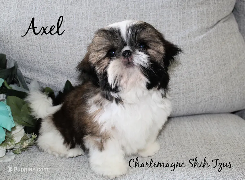 Axel~ AKC Champion Sired – Shih Tzu puppy for sale in Auburn, IN