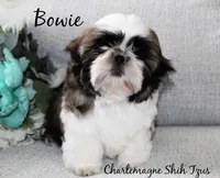 Bowie~ AKC Champion Sired, a male Shih Tzu for sale in Auburn, IN – 1 of 8