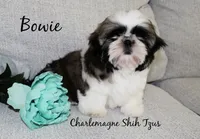 Bowie~ AKC Champion Sired, a male Shih Tzu for sale in Auburn, IN – 4 of 8
