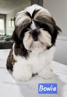 Bowie~ AKC Champion Sired, a male Shih Tzu for sale in Auburn, IN – 3 of 10