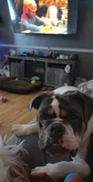 Royal, a female English Bulldog for sale in Fort Dodge, IA – 6 of 10
