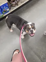 Royal, a female English Bulldog for sale in Fort Dodge, IA – 3 of 10