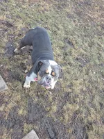 Royal, a female English Bulldog for sale in Fort Dodge, IA – 5 of 10