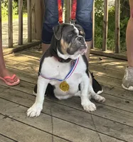 Royal, a female English Bulldog for sale in Fort Dodge, IA – 2 of 10
