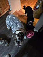 Royal, a female English Bulldog for sale in Fort Dodge, IA – 4 of 10