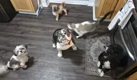 Royal, a female English Bulldog for sale in Fort Dodge, IA – 8 of 10