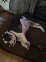 Royal, a female English Bulldog for sale in Fort Dodge, IA – 10 of 10